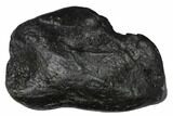 Fossil Whale Ear Bone - Miocene #144908-1
